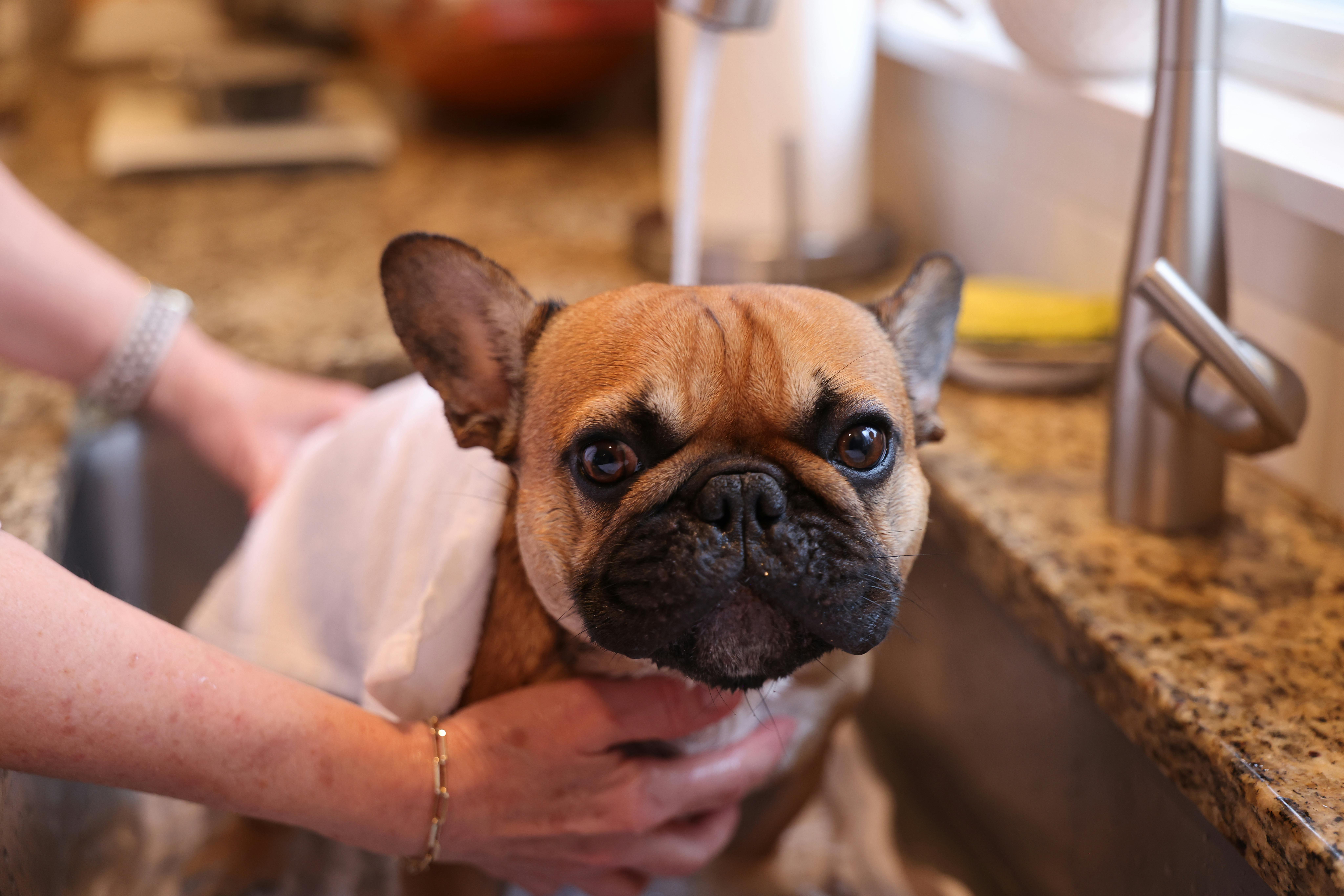 12-signs-dog-suffering-seasonal-allergies-bath