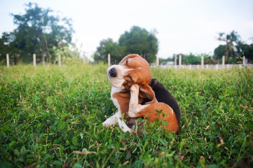 12-signs-dog-suffering-seasonal-allergies