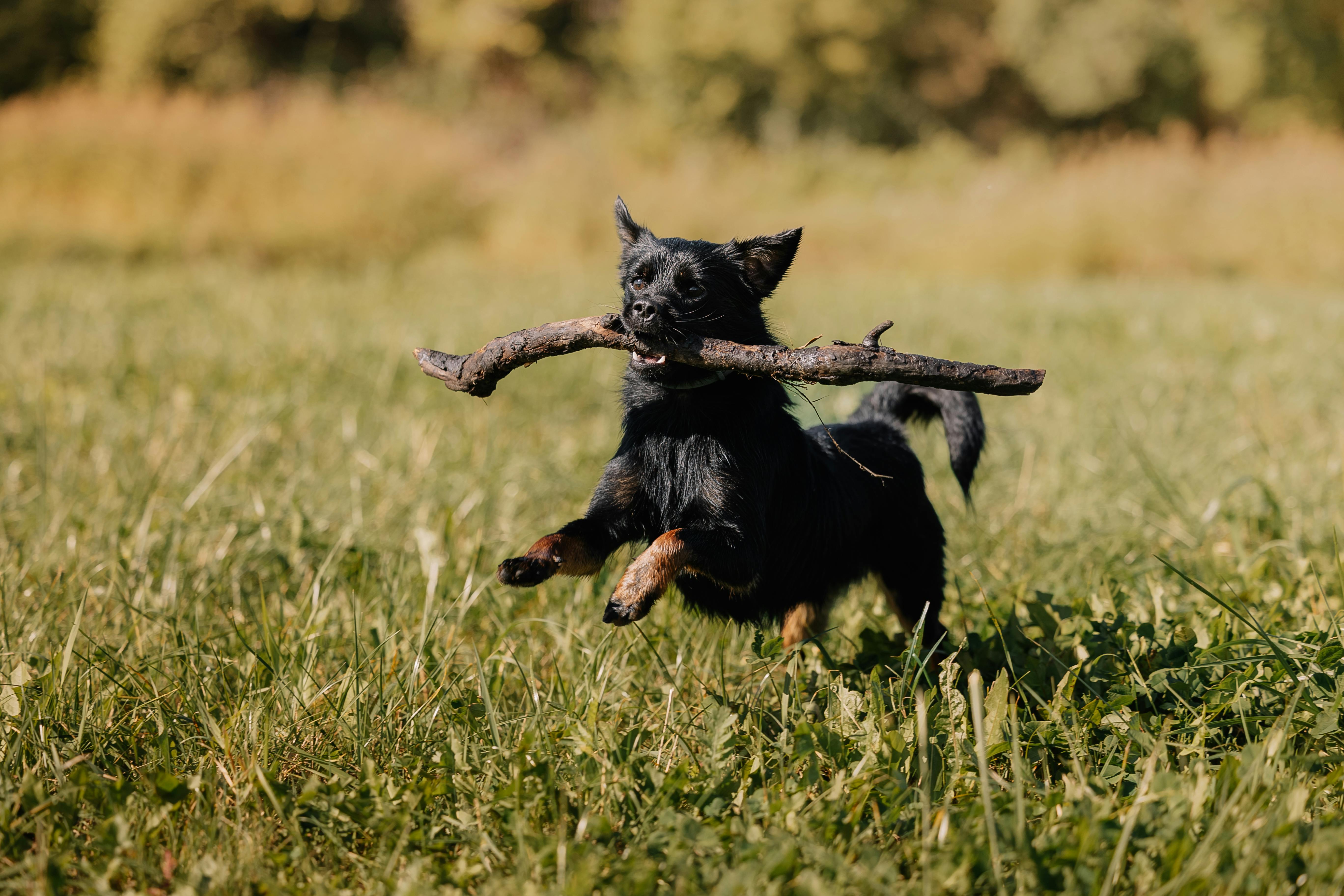 5-signs-joint-pain-dogs-cat