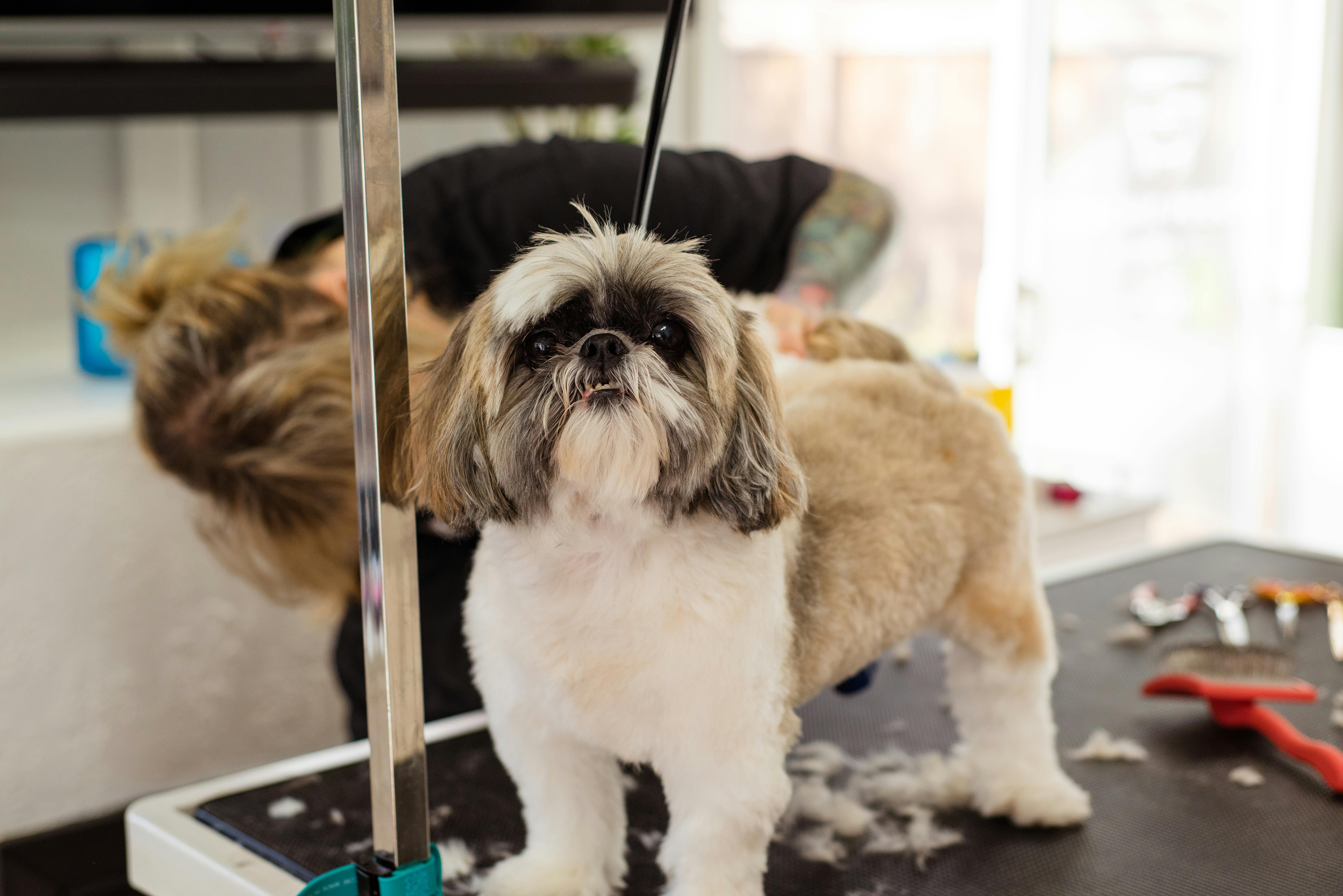 5-tips-dog-skin-coat-care-grooming