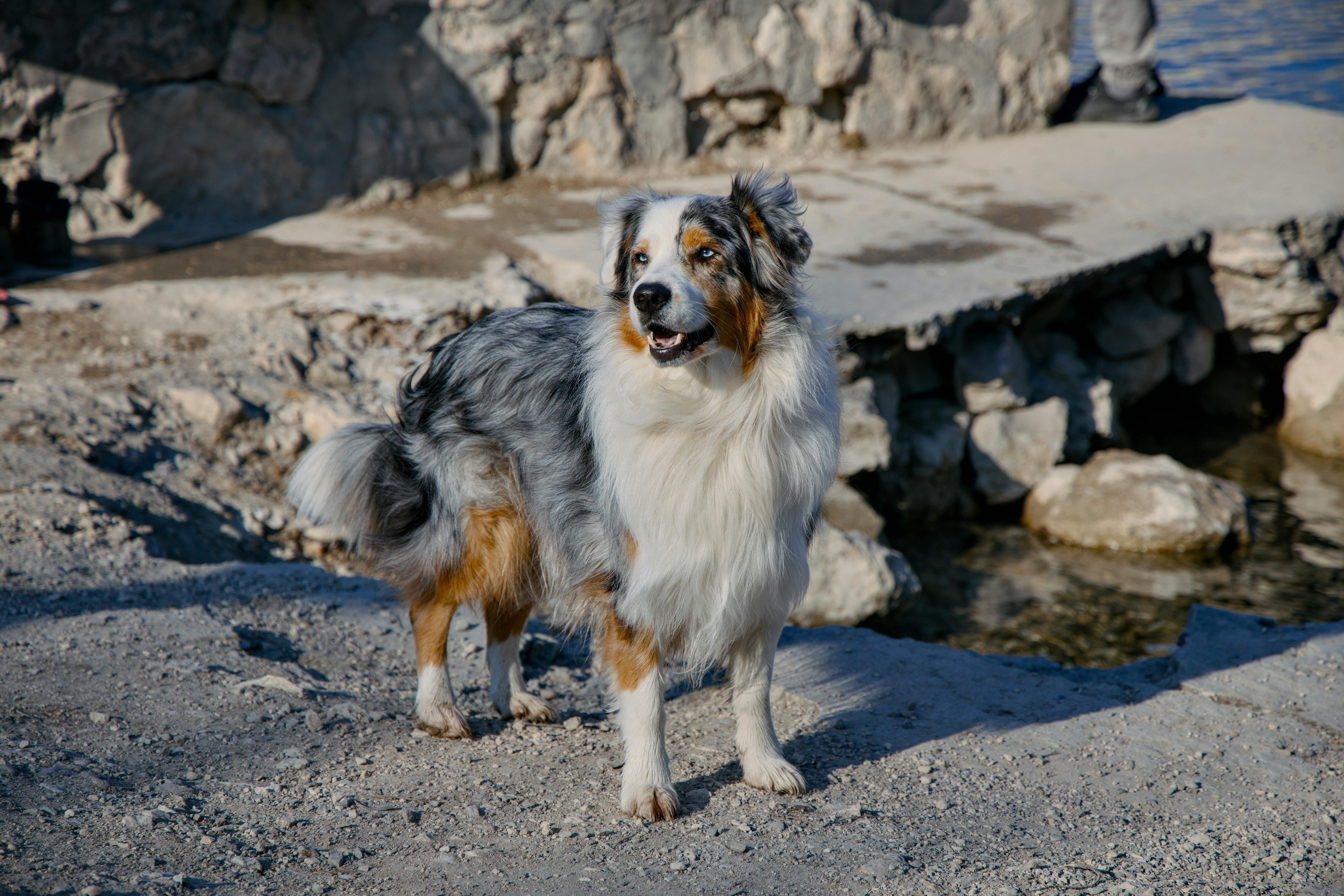 5-tips-dog-skin-coat-care
