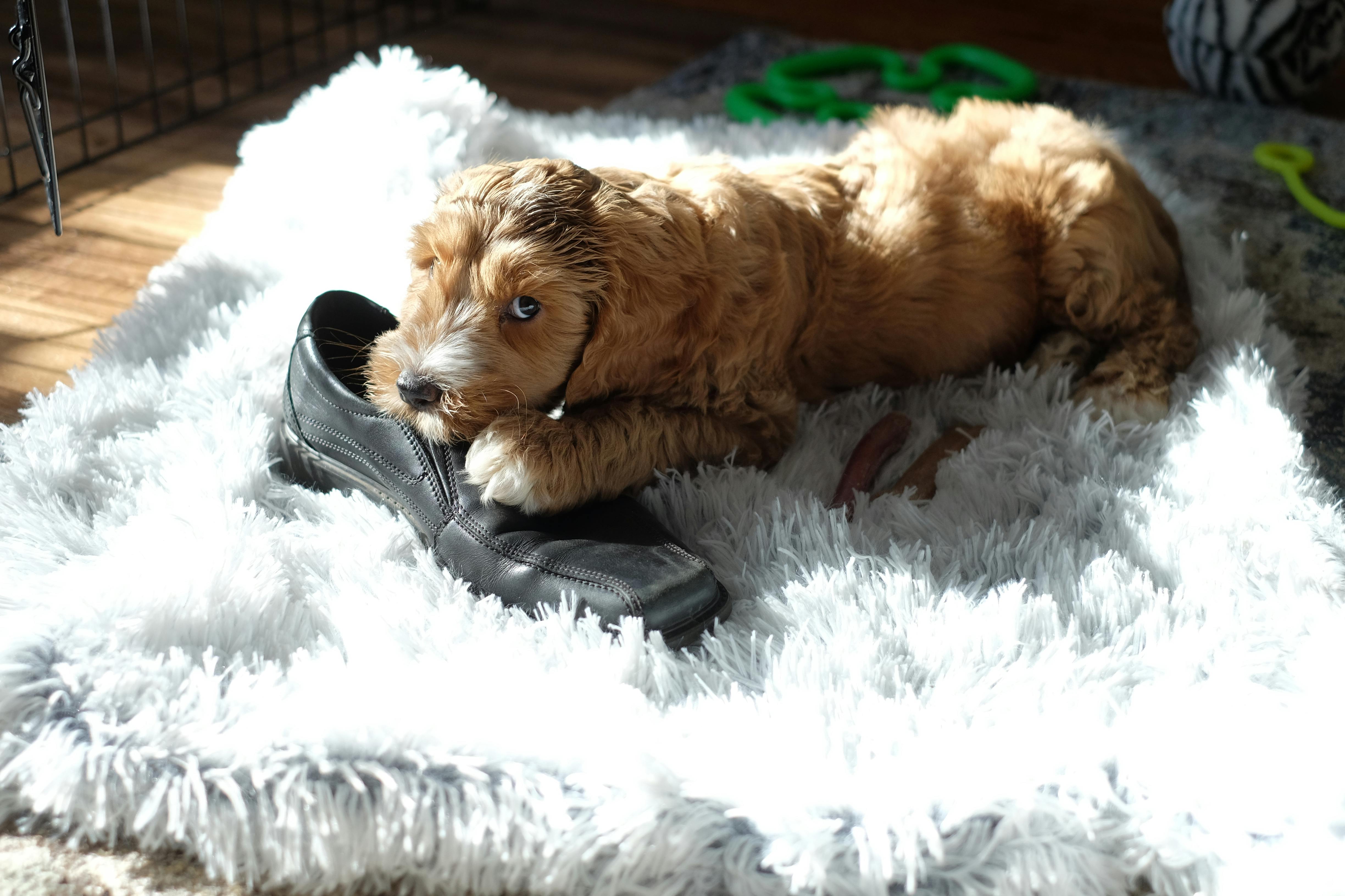 Adorable Doodle puppy chewing on a shoe