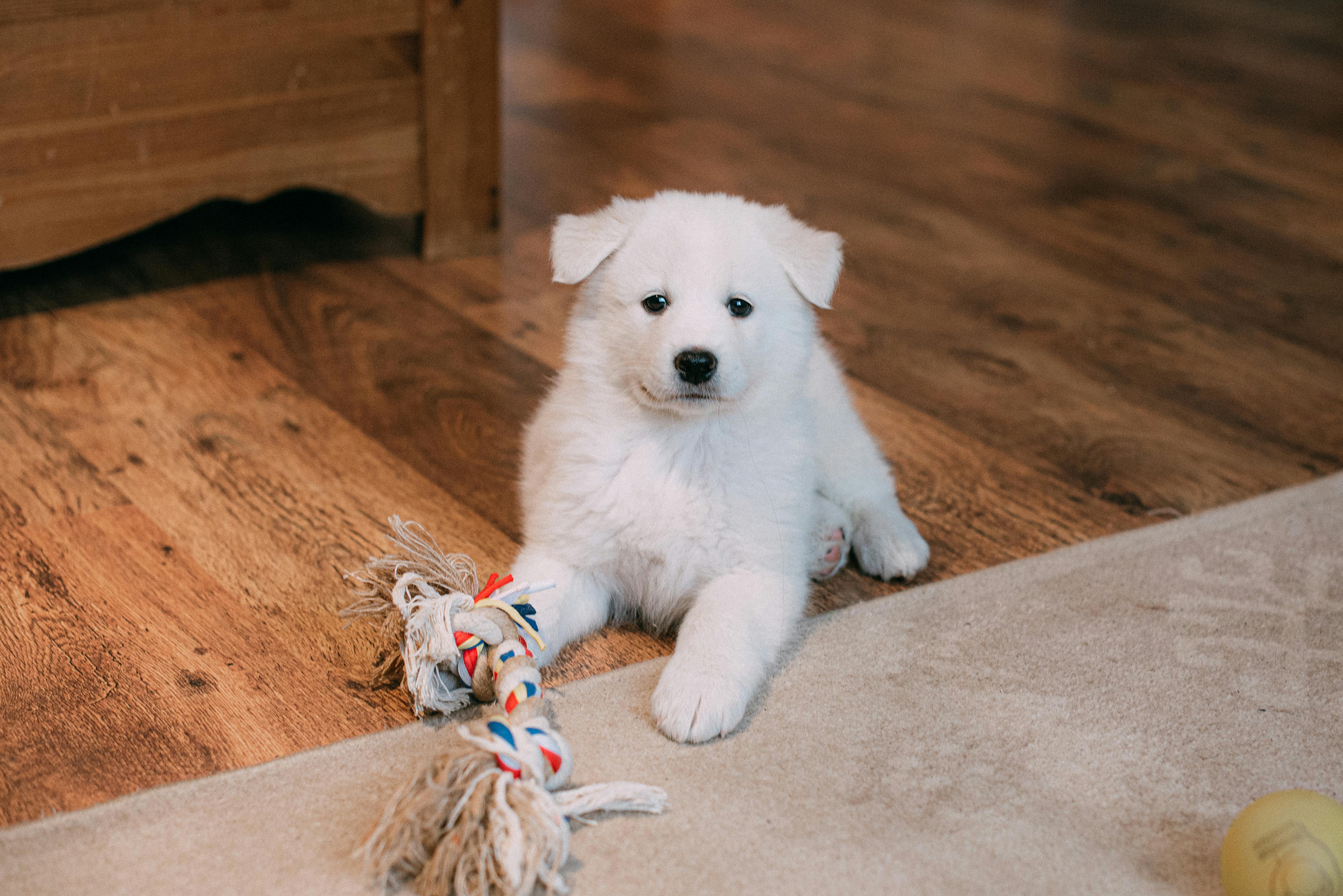 A cute white puppy lays on a wooden floor near a rope toy