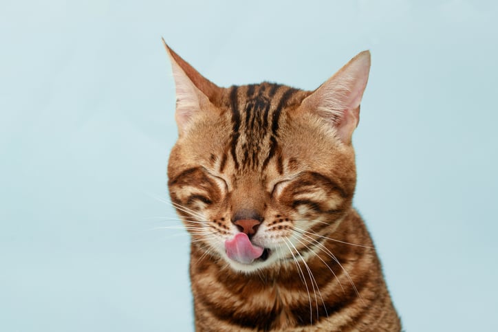 Cat licking its teeth