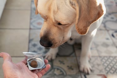 A yellow lab looks at a chewable flea and tick preventative offered by its owner. Preventatives can help keep skin and coat healthy and comfortable