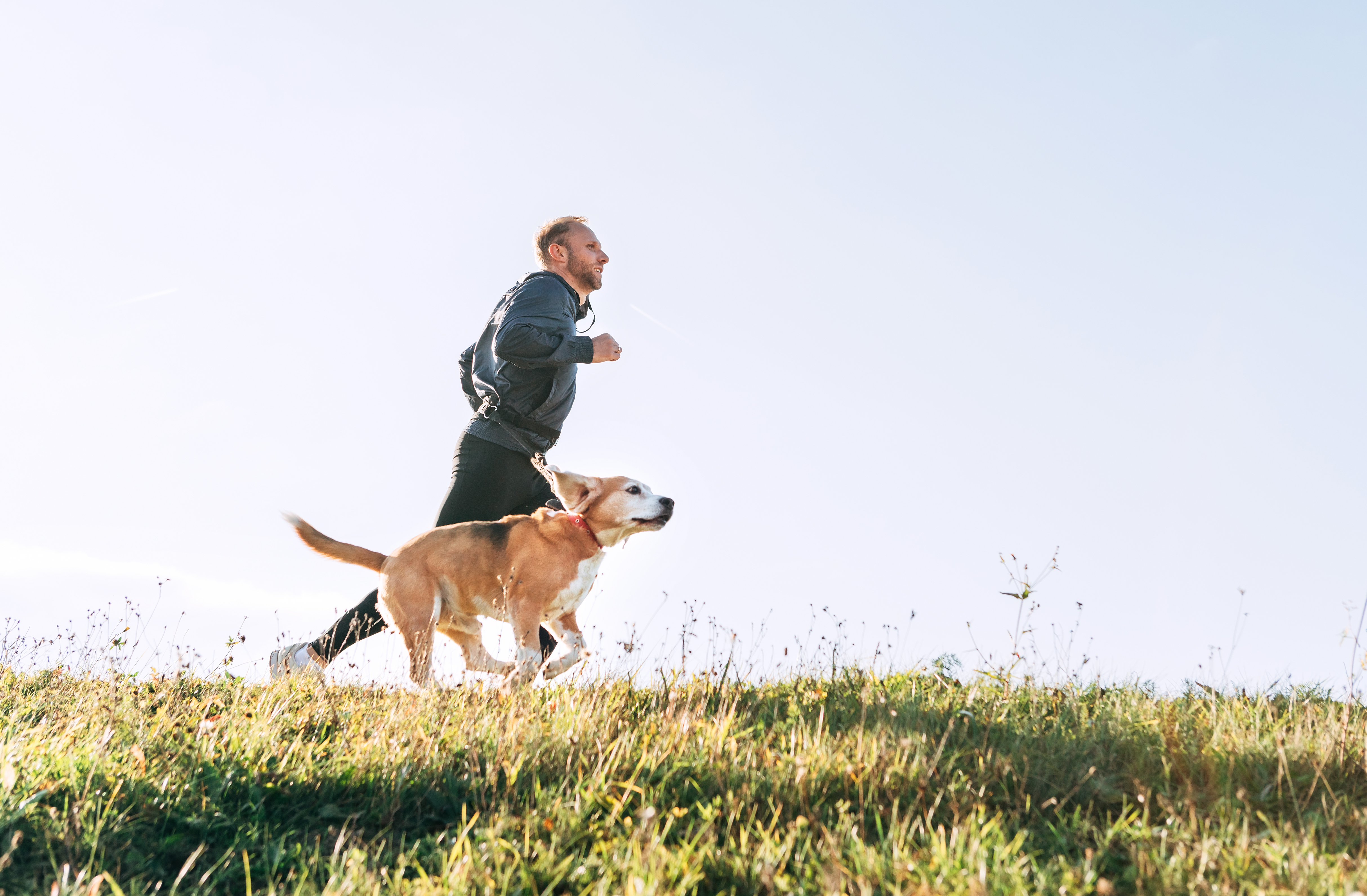 best joint supplements for dogs