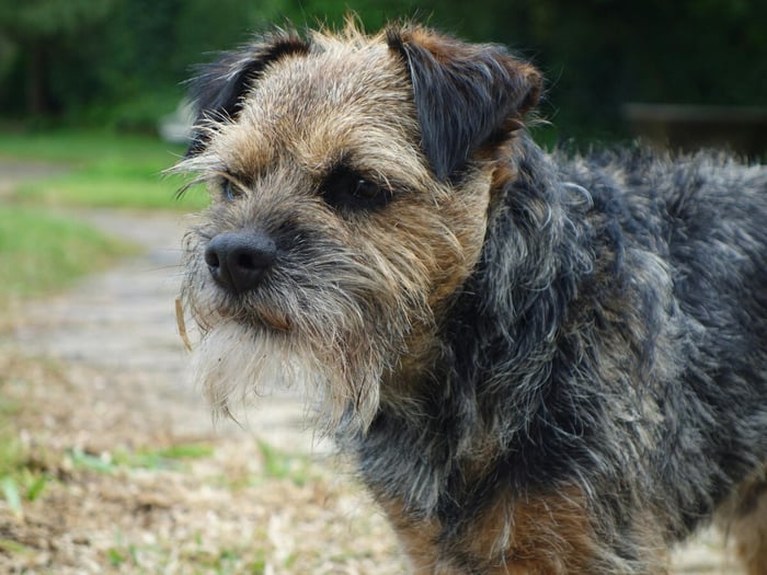 best-dog-brush-for-border-terrier