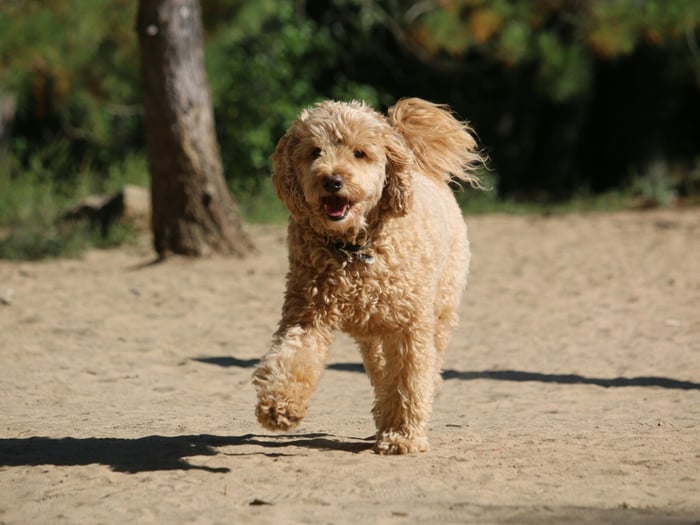 best-dog-brush-for-doodles