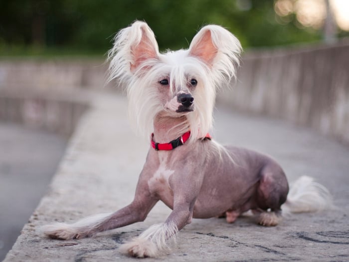 best-dog-brush-for-hairless-dog