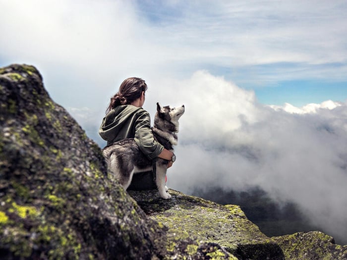 best-dog-brush-for-husky