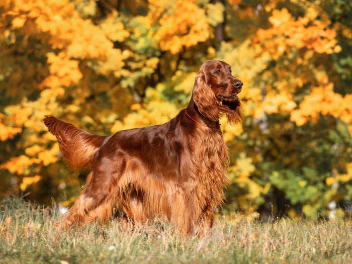 best-dog-brush-for-setters