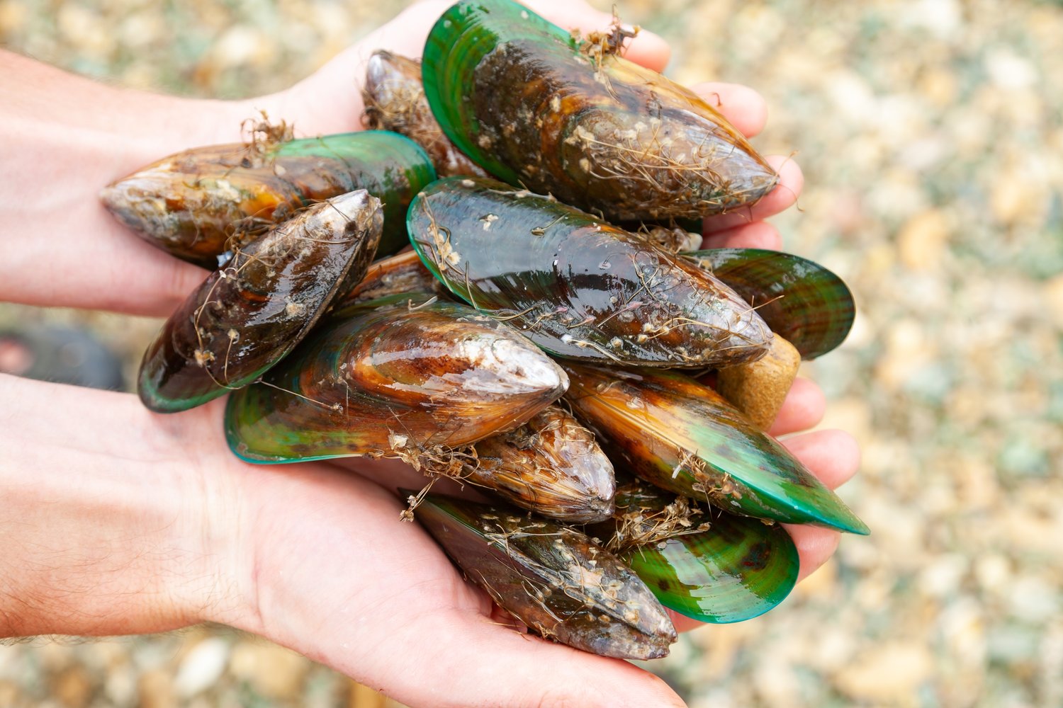 green-lipped-mussel-best-joint-supplement-ingredients-for-dogs