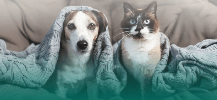 cat-and-dog-under-a-blanket-avoiding-thunderstorm