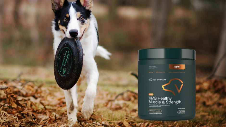 dog-hmb-muscle-supplement-vetriscience