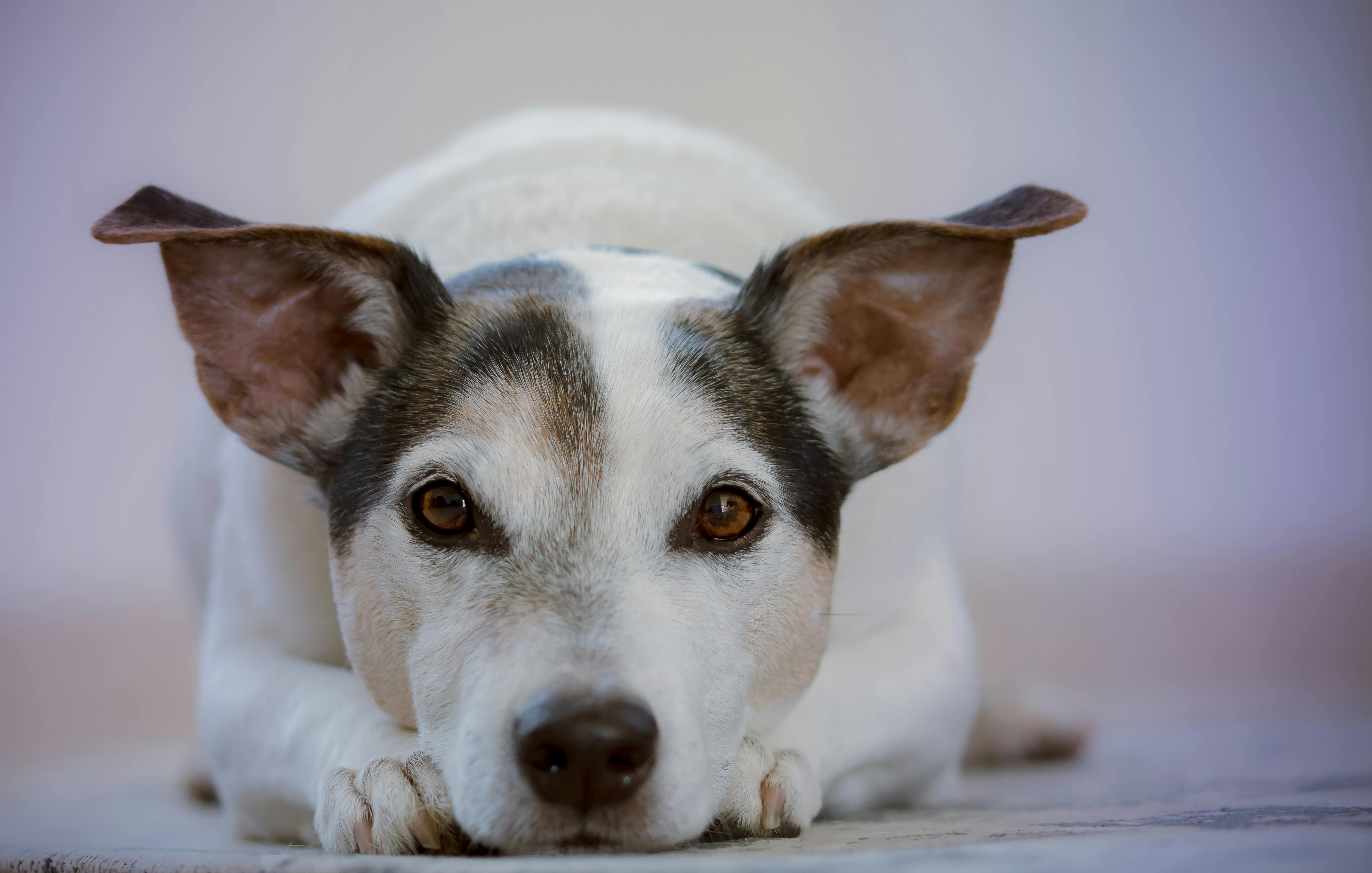 dog-storm-anxiety-calming