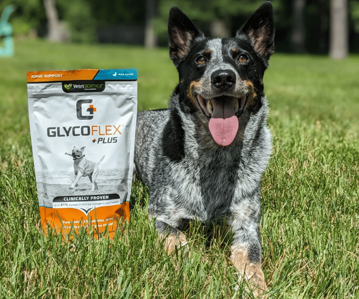 How Does Glucosamine Help Your Pet’s Joints?