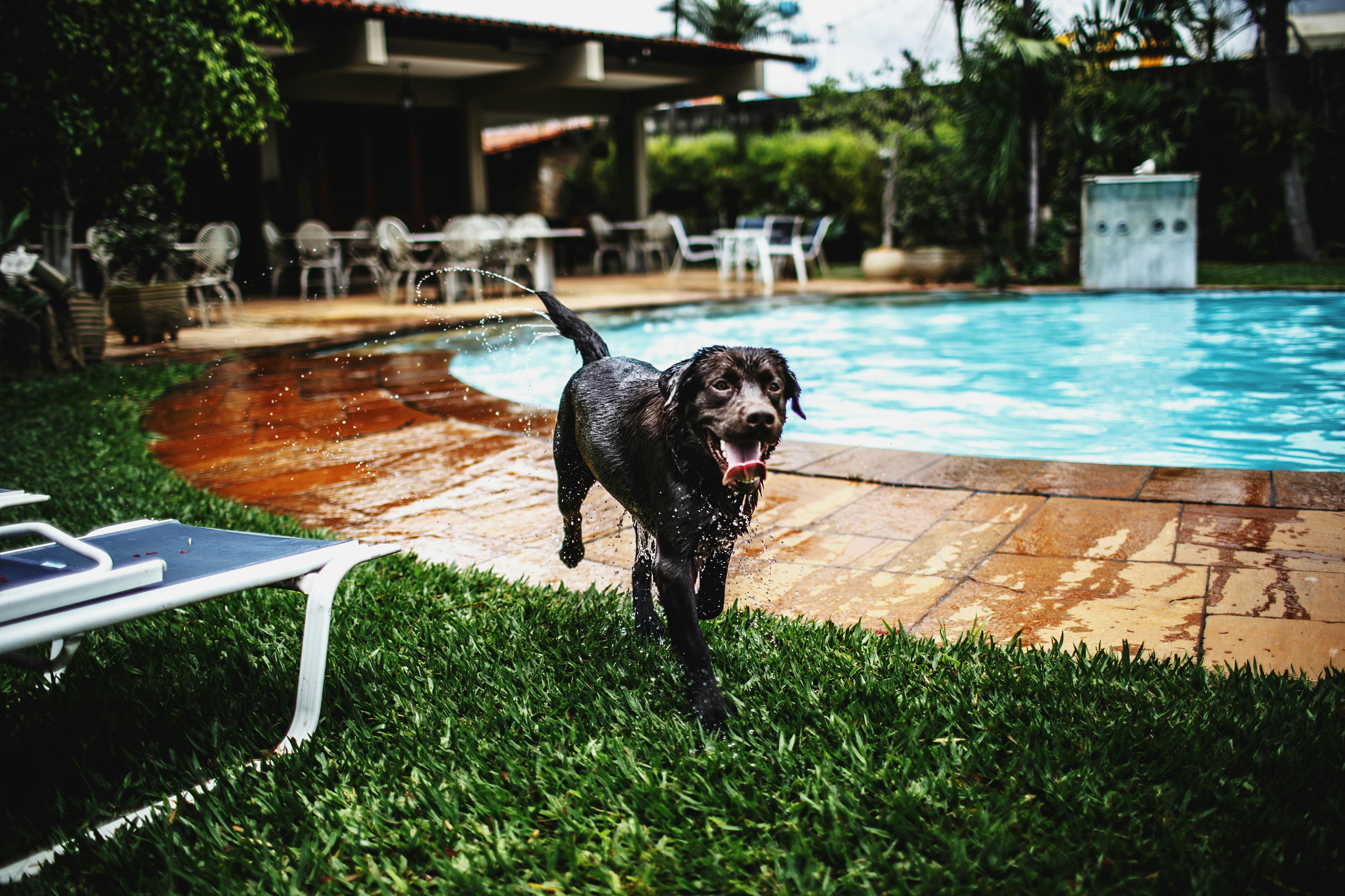 A joyful, muscular chocolate lab lopes across a lawn, shaking off water after getting out of a pool in the summer.