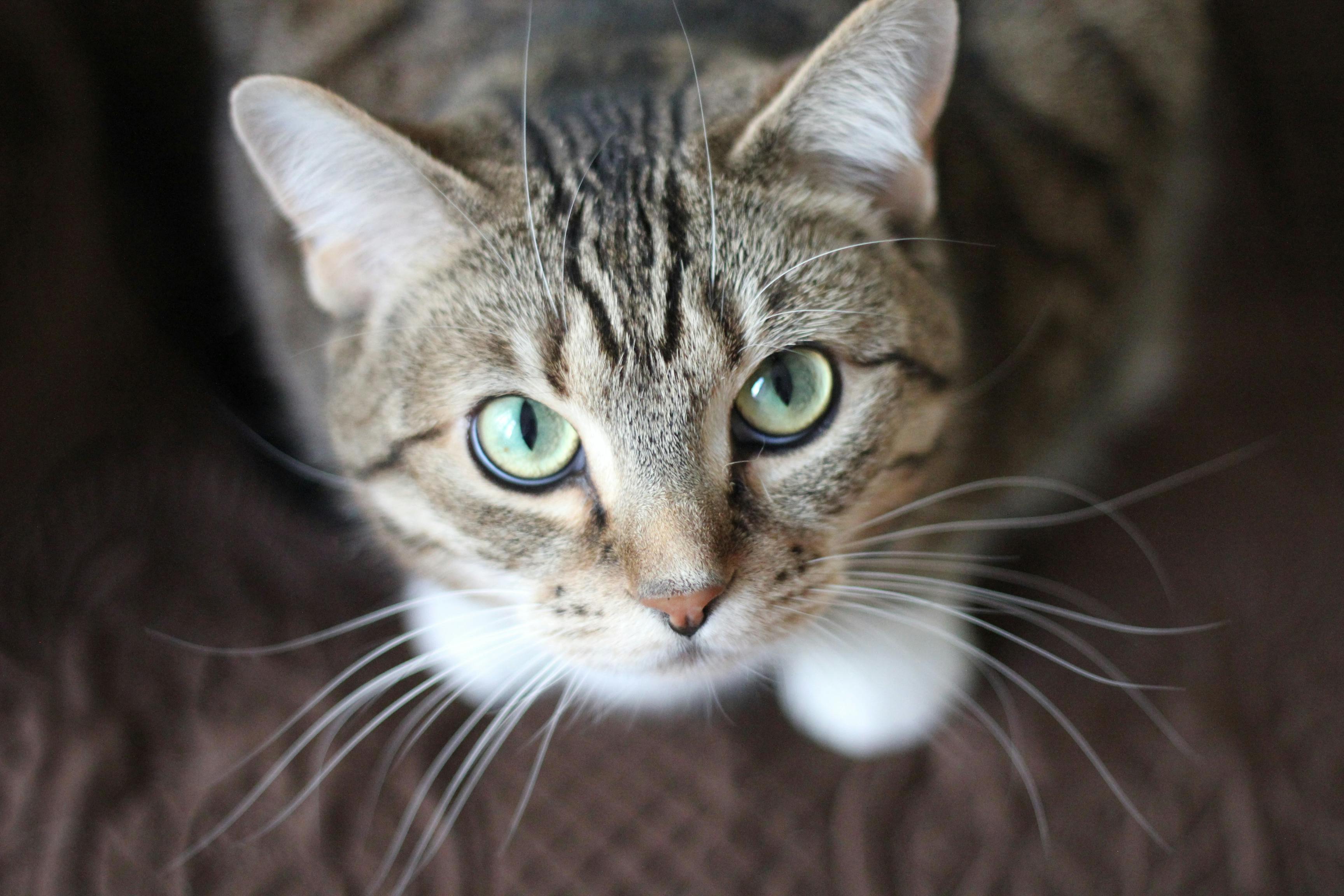 Cute striped cat looks directly into the camera