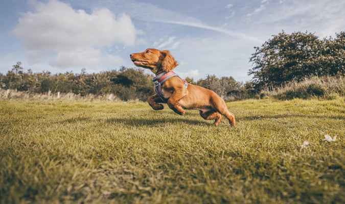 how-does-glucosamine-help-dog-joints