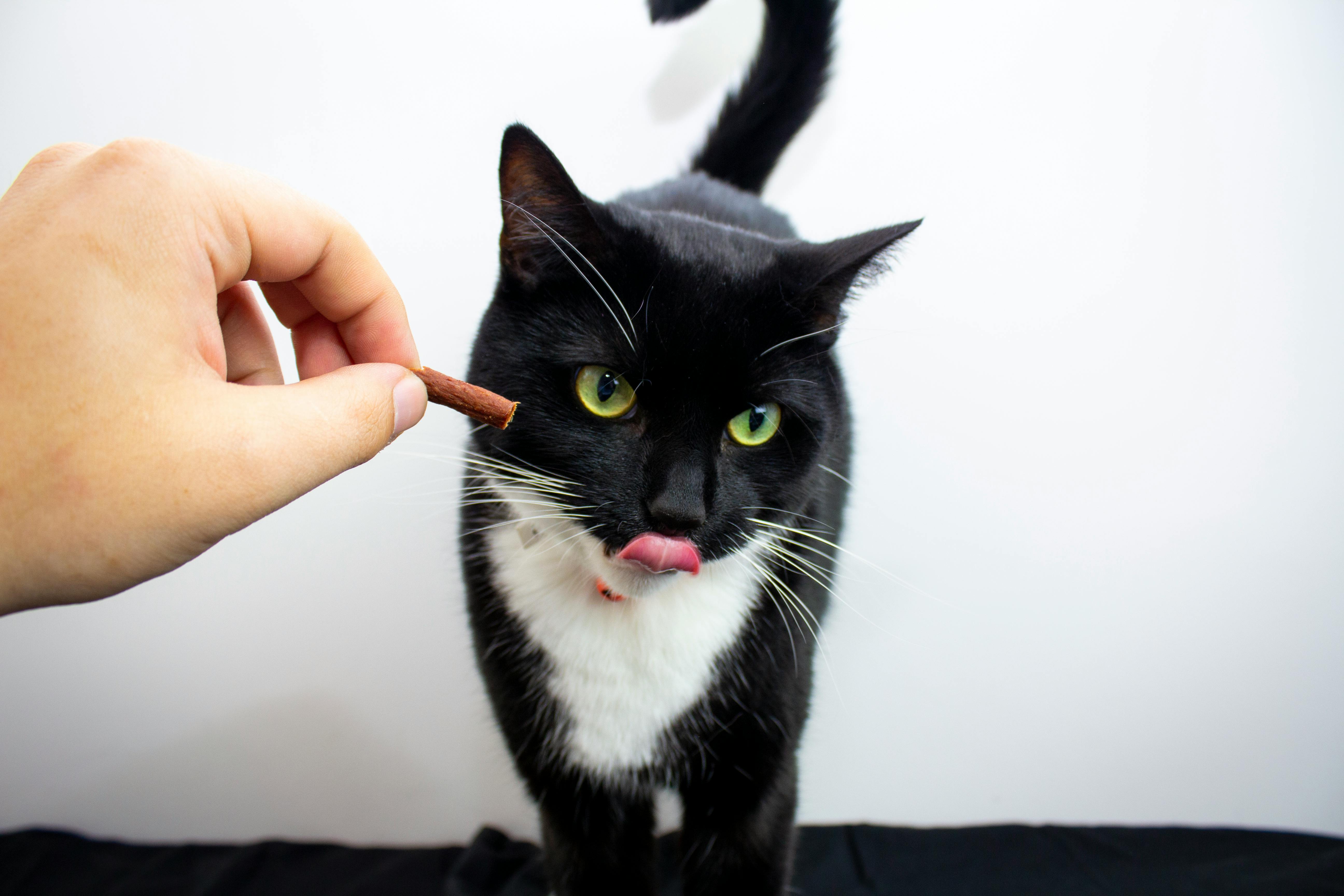 A black cat licks its lips while sniffing a treat