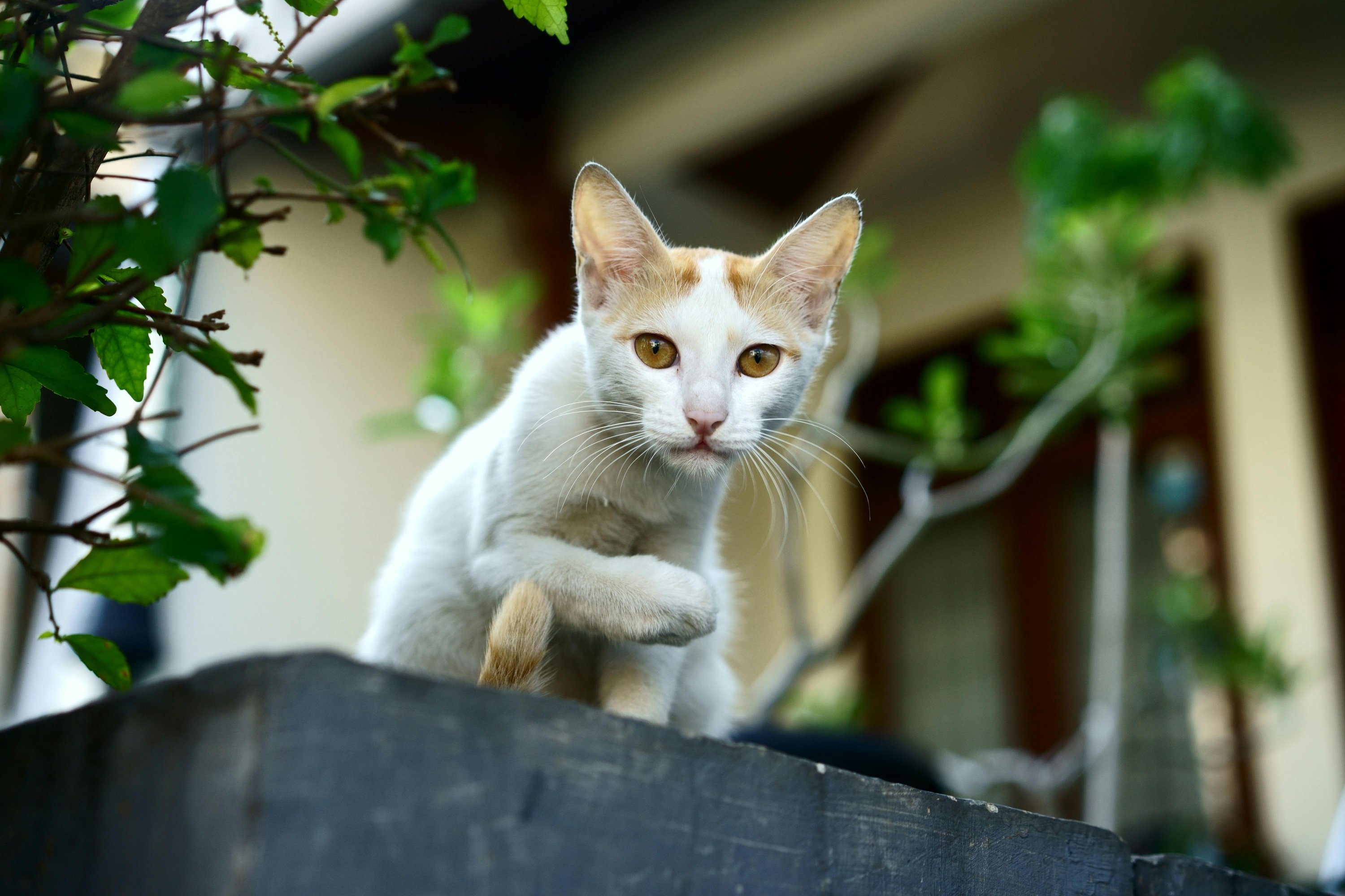 Is Rosemary Safe for Cats? Explore Herb, Extract, & Oil - Flea Spray For Cats With Rosemary
