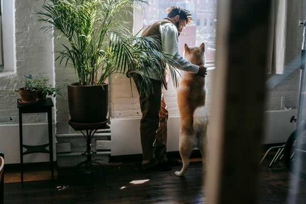 pet-separation-anxiety-hero