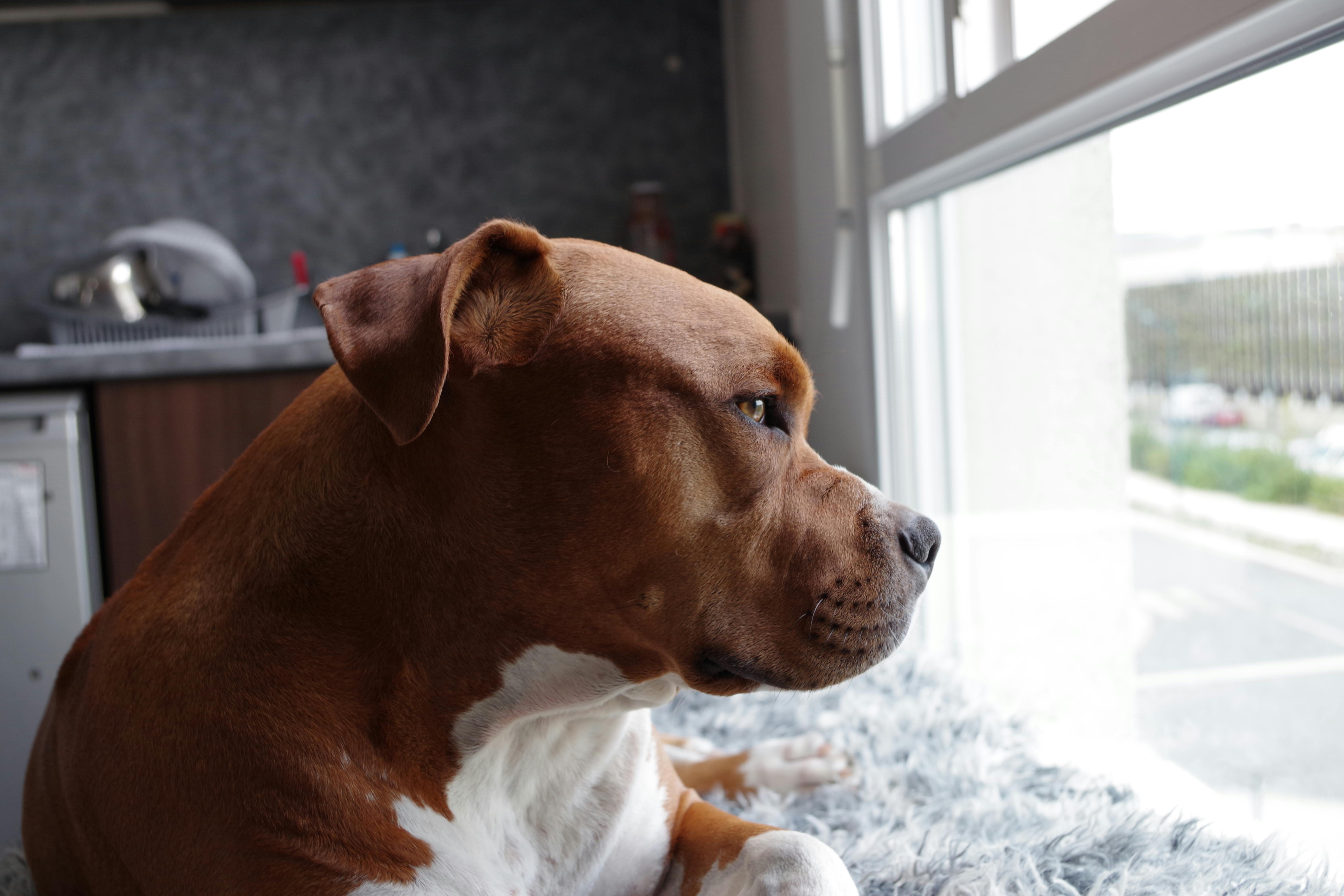 Photo inspiration: Relieving Pet Separation Anxiety With Hamsters Reference: 6 Ways To Help Manage Pet Separation Anxiety When Returning