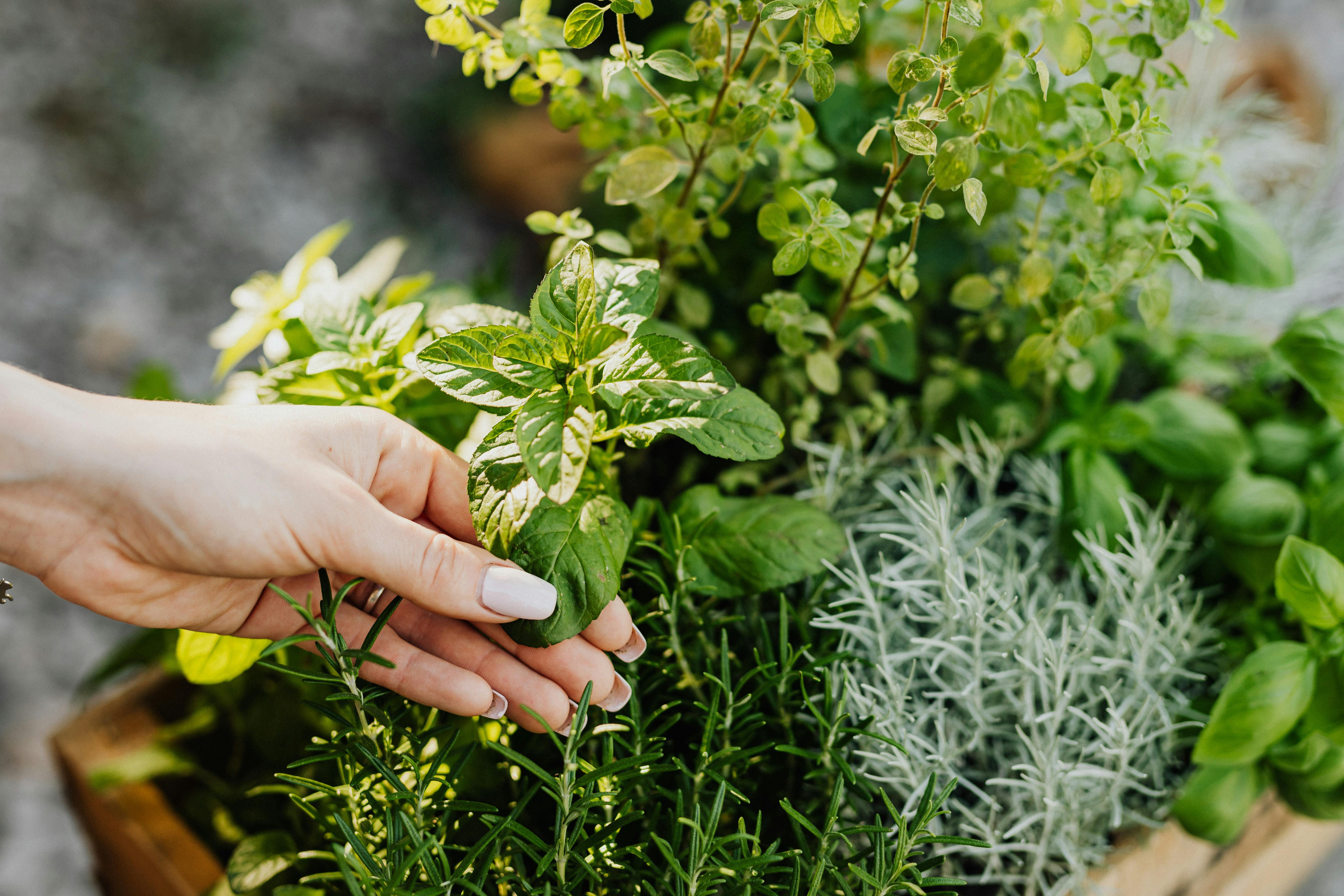 rosemary-herbs-toxic-cats