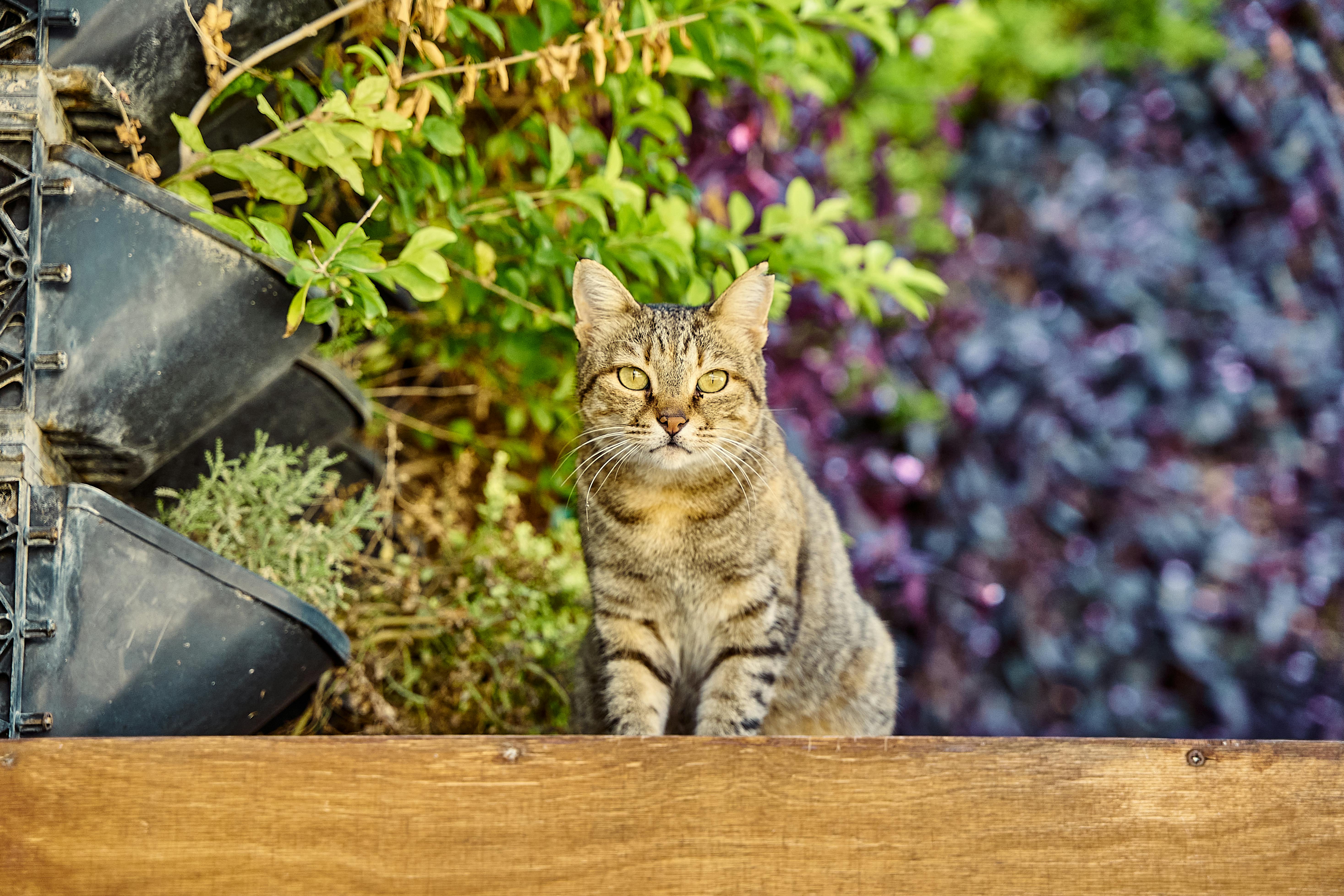 rosemary-safe-cats
