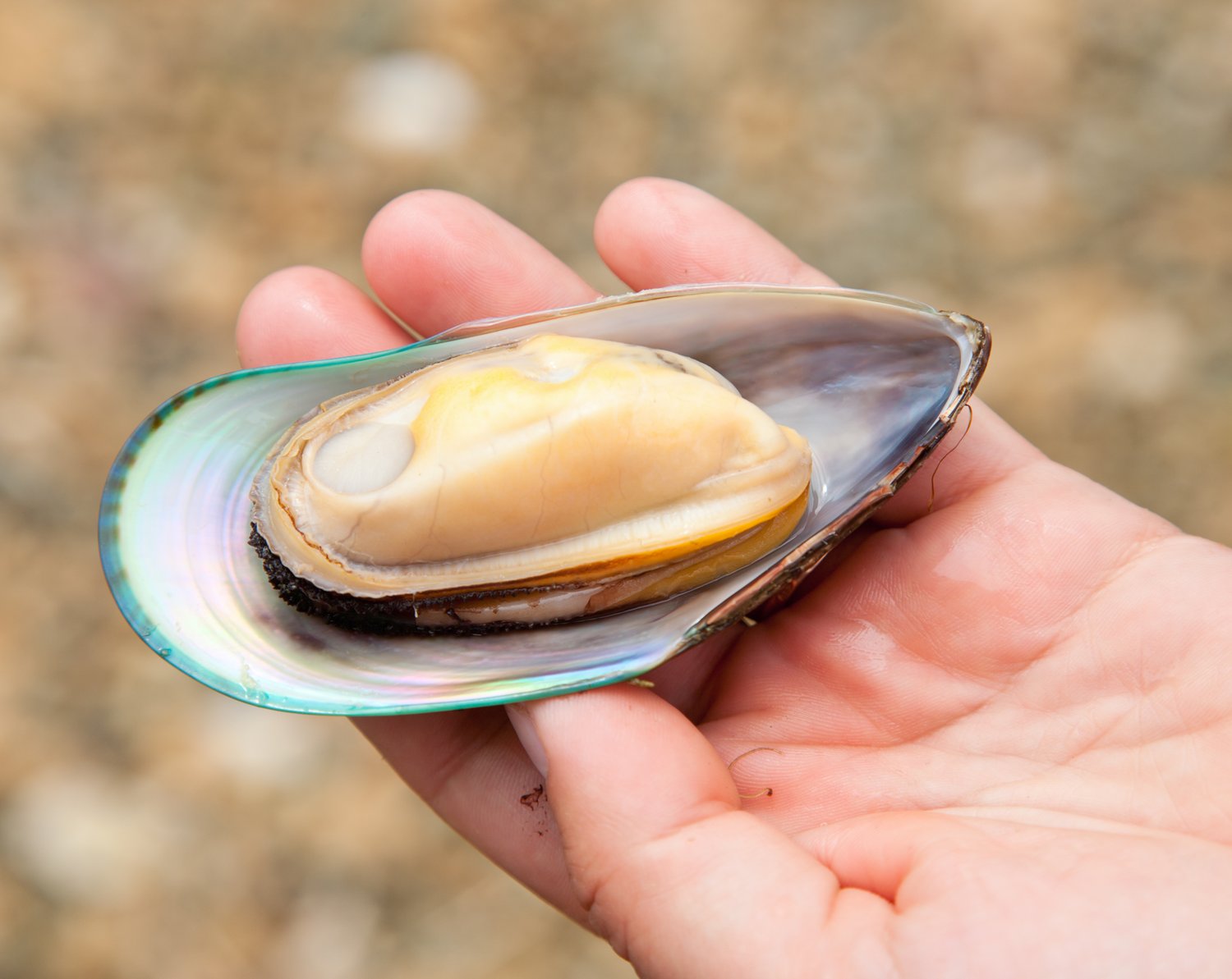 An image of a person holding a green lipped mussel