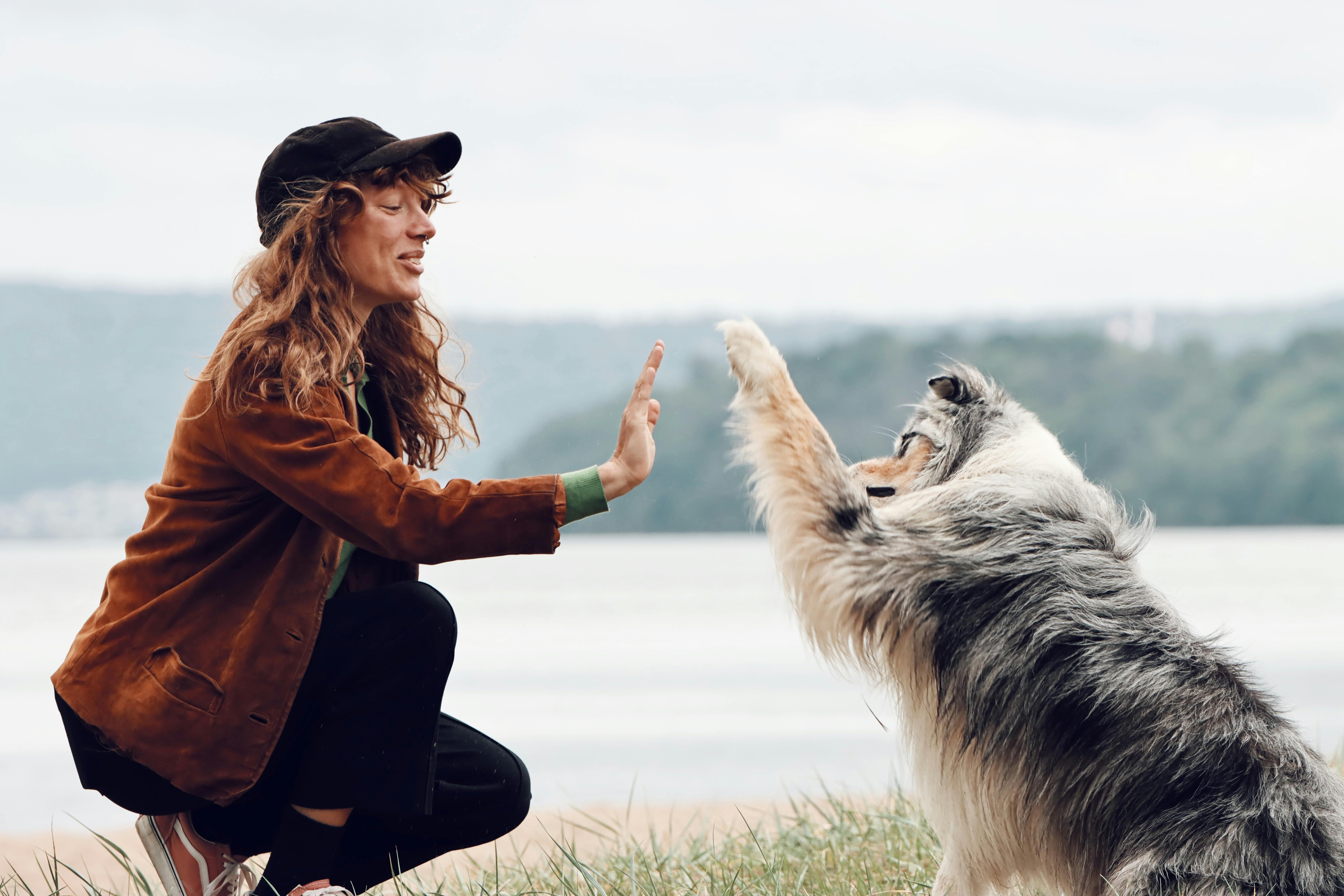 A woman high-fiving a Blue Merle Australian Shepherd
