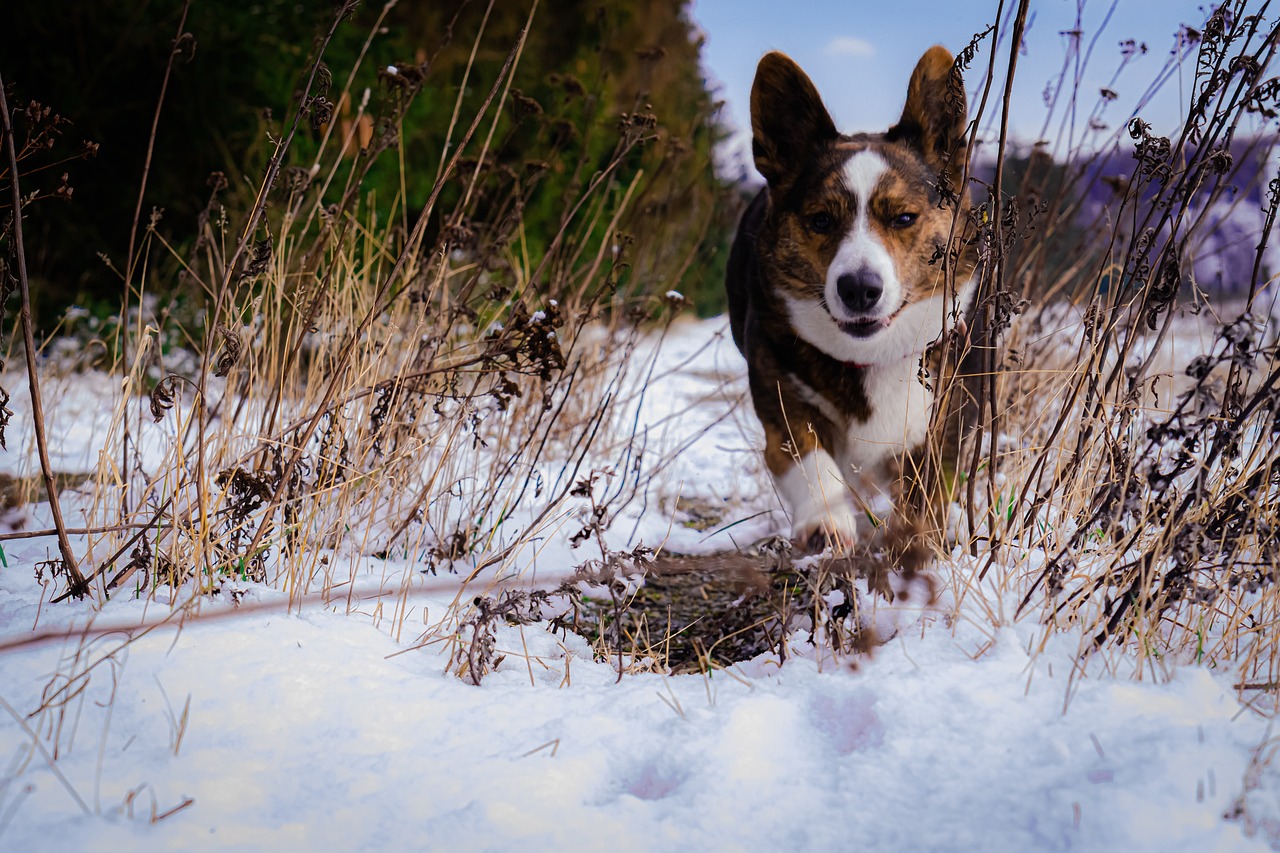Cute Corgi dog prancing through dried grass that’s peeking up through the snow