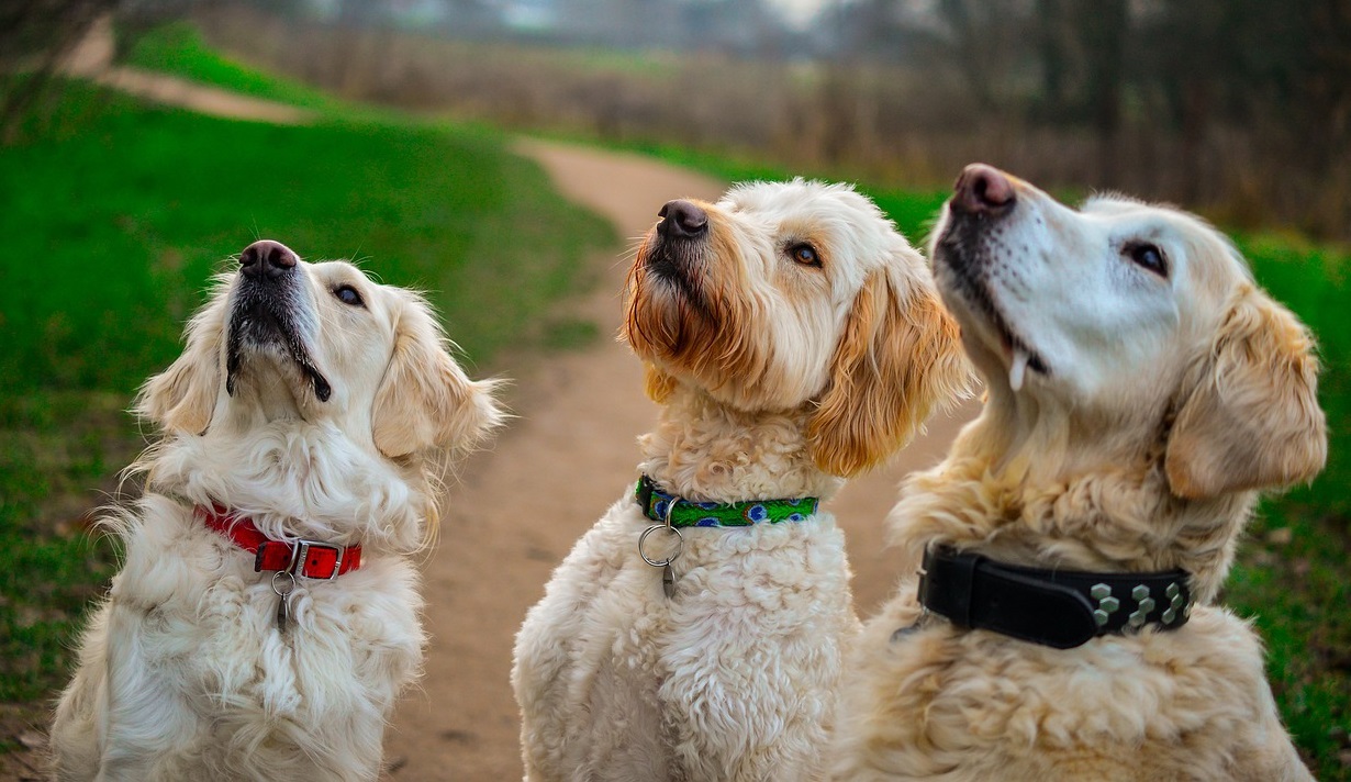 Three dogs, two Golden Retrievers and a Golden Doodle, sit side by side on a walking trail in the summer, looking up expectantly at a treat held off-camera. Dogs like Golden Retrievers and Doodles are prone to allergies, and allergy and immune treats can help manage symptoms.