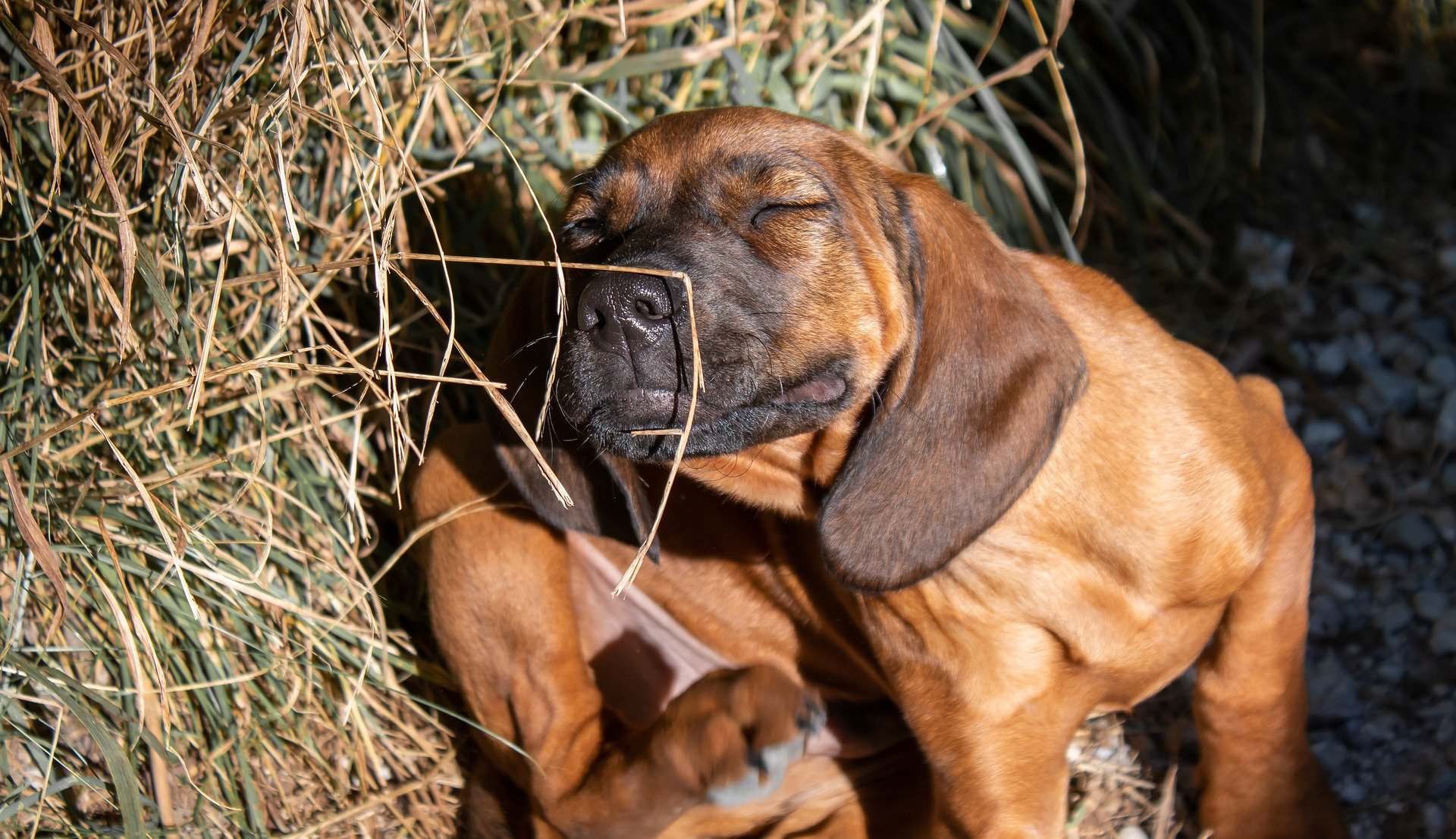 Cute puppy itching its ear next to a haybale. Grasses and dust can be major triggers of allergy symptoms in dogs.