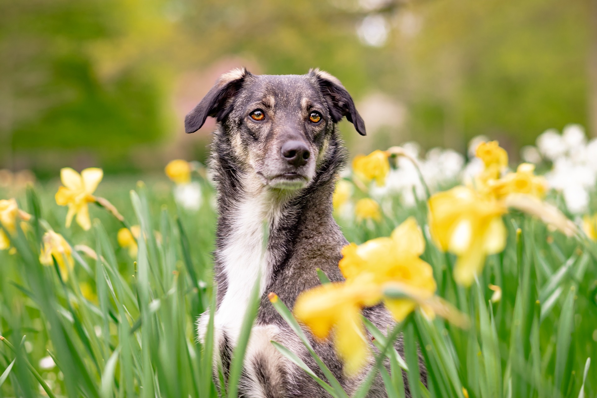 Dog sitting in a field of daffodils in the springtime. Flowers and pollen are a major trigger for seasonal allergies in dogs.